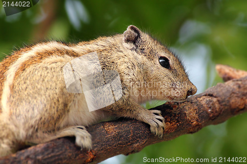 Image of chipmunk sitting on tree branch