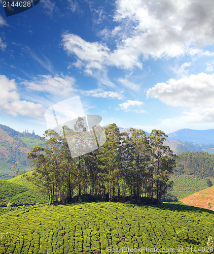 Image of mountain tea plantation in India