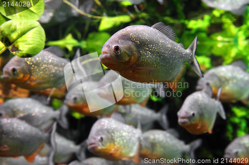 Image of piranhas fish