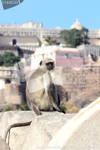 Image of presbytis monkey on fort wall - india