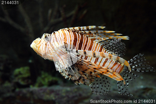 Image of lionfish zebrafish underwater