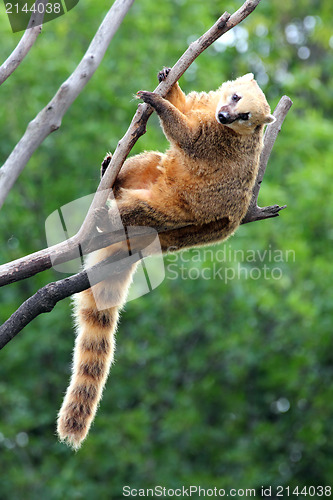 Image of nasua coati