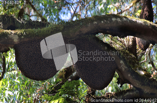 Image of wild bees beehive on tree