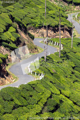 Image of winding road between tea plantations