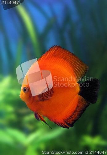 Image of red discus fish in aquarium