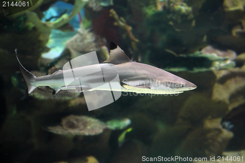 Image of shark