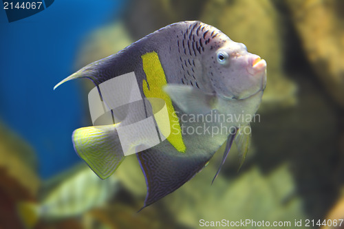 Image of angelfish - Pomacanthus, maculosus