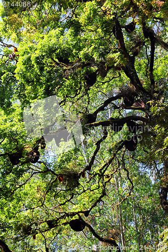 Image of wild bees beehive on tree