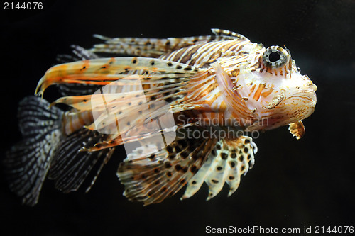 Image of lionfish zebrafish underwater