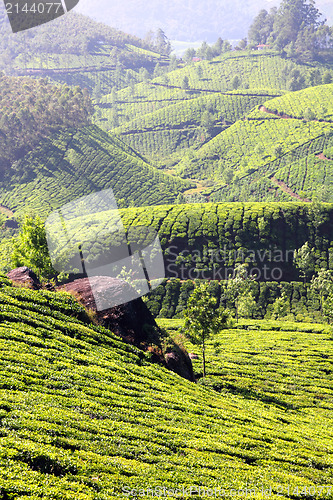 Image of mountain tea plantation in India