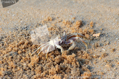 Image of small crab on beach
