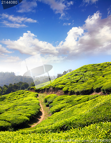 Image of mountain tea plantation in India