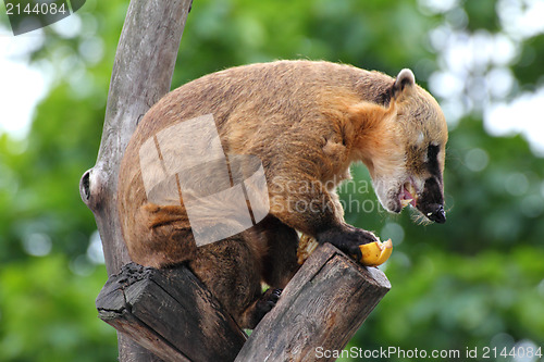 Image of nasua coati eating banana