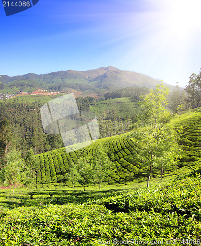 Image of mountain tea plantation in India