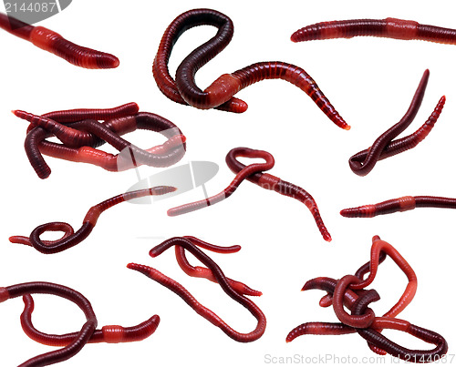 Image of set of earthworms isolated on white