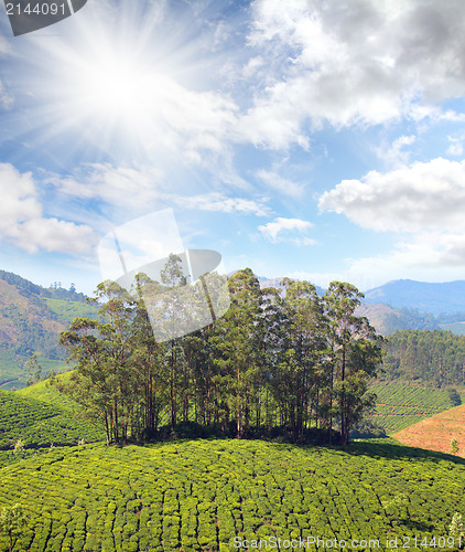 Image of mountain tea plantation in India