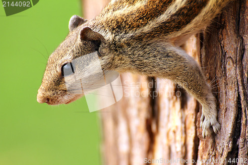 Image of chipmunk sitting on tree