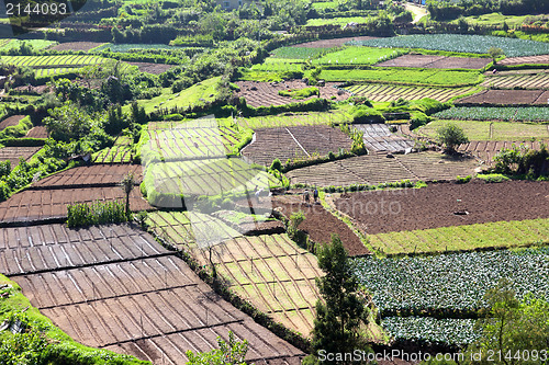 Image of peasants in vegetable gardens in India
