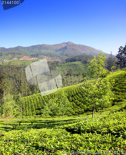 Image of mountain tea plantation in India