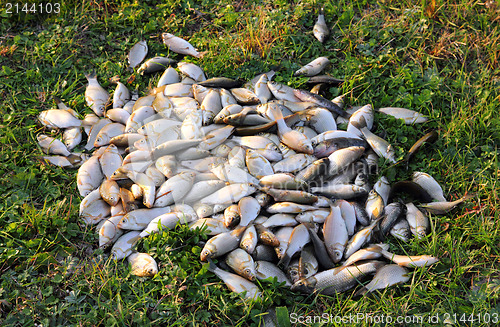 Image of catching crucian fish on grass