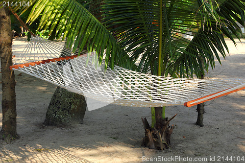 Image of hammock under palms