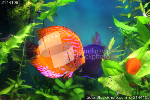 Image of red discus fish in aquarium