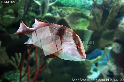 Image of Lutjanus sebae - tropical fish 