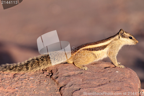 Image of chipmunk on stone