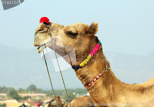 Image of camel during festival in Pushkar