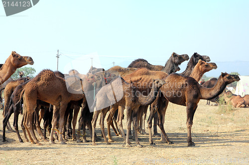 Image of group of camels during festival in Pushkar