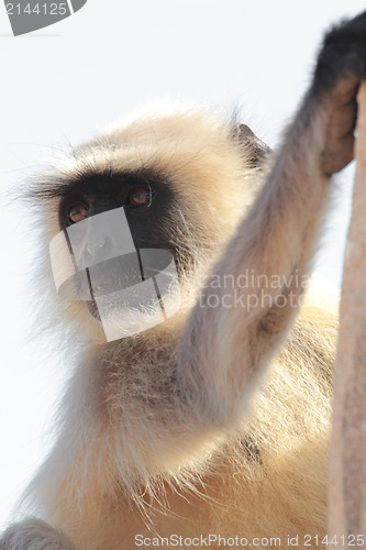 Image of presbytis monkey