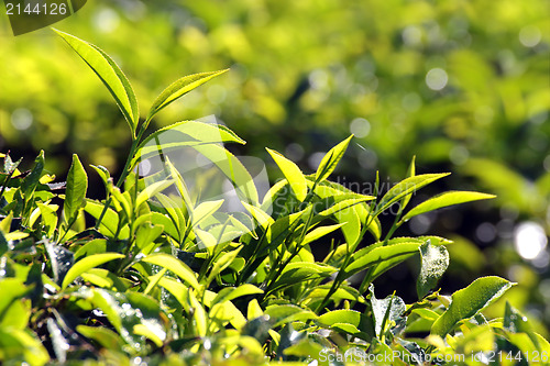 Image of tea plants