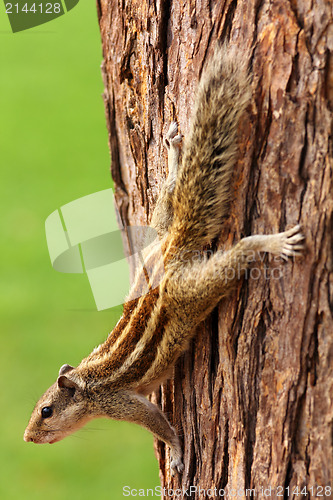 Image of chipmunk sitting on tree