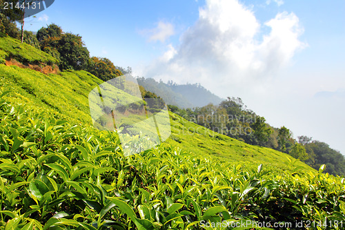 Image of mountain tea plantation in India