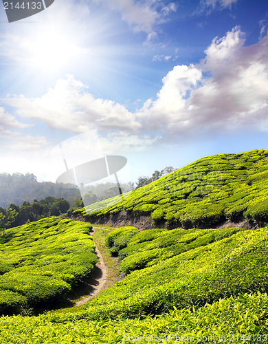 Image of mountain tea plantation in India