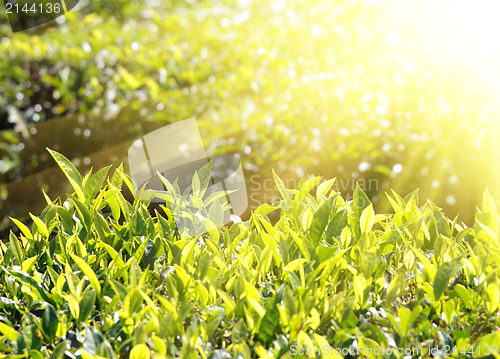 Image of tea plants in sunbeams