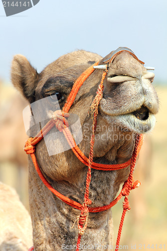 Image of camel during festival in Pushkar