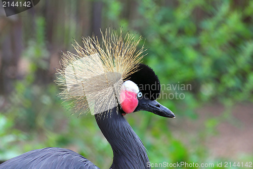 Image of black crested heron