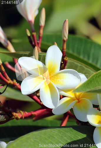 Image of plumeria flowers closeup