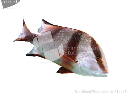 Image of Lutjanus sebae - tropical fish
