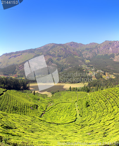 Image of mountain tea plantation in India