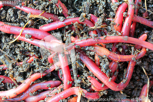 Image of red worms in compost