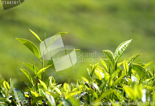 Image of tea plants