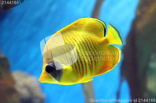 Image of yellow butterfly-fish