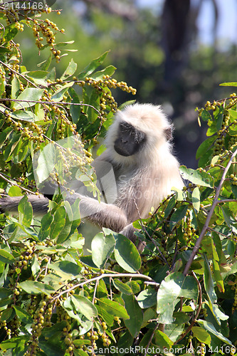 Image of monkey eating fruits on tree