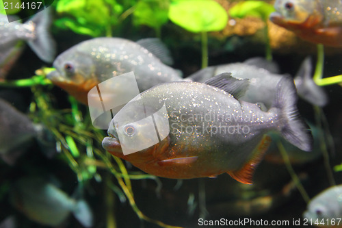 Image of piranhas fish