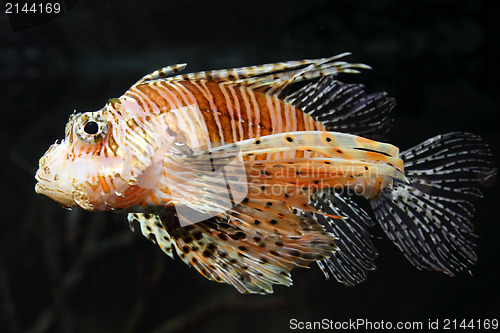 Image of lionfish zebrafish underwater