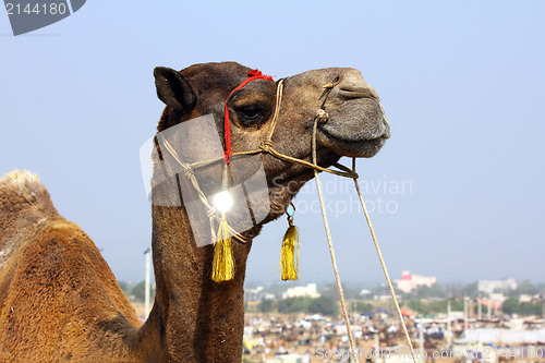 Image of camel during festival in Pushkar