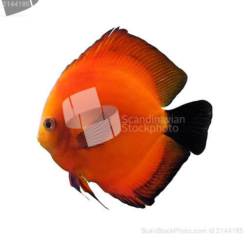 Image of red discus fish