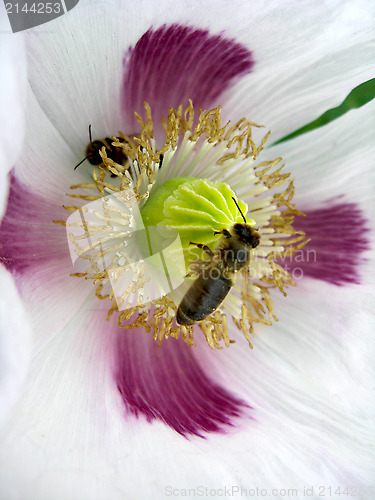 Image of bee sitting on thebeautiful flower of white poppy